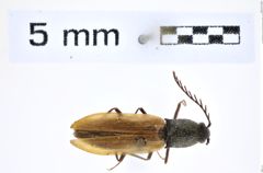 Foto (Dorsalansicht) von Anostirus stramineipennis (Binaghi, 1940) (NHMW-ZOO-COL-0008301)